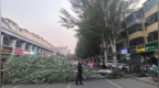 内蒙古多地发布沙尘暴预警，呼和浩特市民称“有10多米高的树被吹倒”