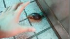 雨后遇到这种大蜗牛，别碰！赶紧远离！