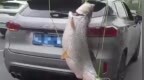 男子将巨型鱼绑车尾游街，交警大队：已通知车主来处理，属不良行为