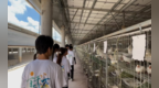 创新乳鸽生态养殖 “鸽”韵悠扬铺就小康路