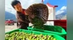 庄国泰：做强特色农业　让好产品卖出好价钱