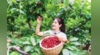天水设施大樱桃首次出口阿联酋