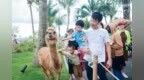 潮玩山海·浪动万宁丨万宁打造“有玩头、有吃头、有逛头”的多维旅游目的地