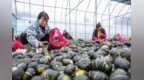 景德镇公布一批"首违不罚、轻微免罚"典型案例