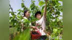 石家庄正定：桑葚熟了