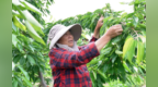 睢宁八一村：车厘子“映红”黄河故道