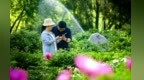 西峰东湖公园芍药绽放续写夏日浪漫