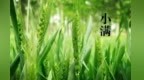 小满丨泾川官山的槐花香入了梦想