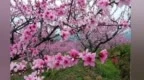 桃花开在心里