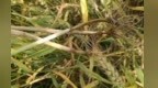 兰州高温干旱致小麦病虫害　咋防控看这里