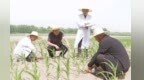 玩转制种黑科技　张掖甘州玉米上“芯”期待值拉满