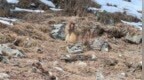 部分地区猕猴种群扩张下山致害，“人猴矛盾”如何寻找最优解？