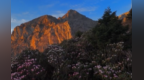 小满时节花满山　陇南雷古山千年杜鹃绽放