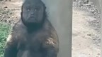 网红方脸猴“大壮”因病死亡