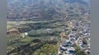 地中海舶来金果果，榨出40亿油产业