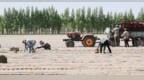 洮南市车力乡：辣椒移栽正当时 产业兴旺促增收