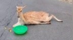 梅花鹿遭野狗追逐坠落死亡，当地回应