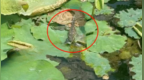 温州一天然泳池出现鳄鱼，2次诱捕未成功