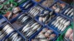 中日就日本水产品安全问题进行技术交流，外交部介绍相关情况