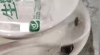 网友称未拆封一次性餐具内有蟑螂乱爬，生产厂家回应