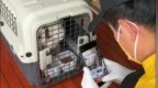 旅客因宠物犬跨国托运死亡向航司索赔16万元，法院促成调解