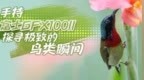 手持富士GFX100II探寻极致的鸟类瞬间