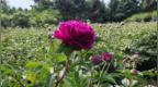 长春公园芍药花海邀您共赏