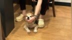 广州阿姨立遗嘱，留给爱犬十几万，宠物也能当“继承人”？专家分析