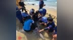 万宁海岸警察联合多部门紧急救助搁浅受伤海豚