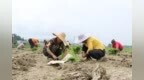 风华镇：田间高粱移栽忙 种下致富新希望