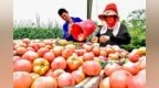 七彩小番茄是不是“科技与狠活”