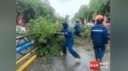台风“蝴蝶”致陵水椰林镇多处树木倒伏 直击清障现场→