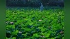 柘城县：又是一年荷花开 夏日赏荷这边来
