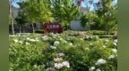 酒泉金塔：牡丹花开艳　芬芳醉游人