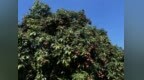 超给“荔” 开平荔枝丰收映红乡村振兴路