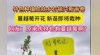蔓越莓花开虎林 振兴路上绽新颜
