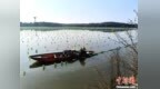 一蚌一世界 江西万年“水下黄金”养成记
