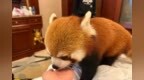 酒店回应“小熊猫叫早”服务被叫停：相关房型已全部下架