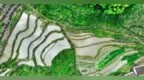 南丰县：梯田美如画 稻农插秧忙（图）