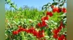 企业动工到投产仅用88天　一"杞"解锁甘肃红果致富密码