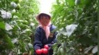 鱼菜共生科技范十足　金塔跨界混搭种出好“钱”景