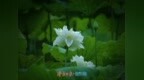 雨落泉城 大明湖荷花别样娇