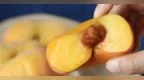 一年只卖20天！这颗“天宫仙桃”，孙大圣见了都要抢一口