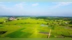 新余：夏日田园美如画（图）
