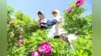 黄土高原万亩玫瑰飘香　兰州永登致富走“花”路
