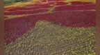 长春市双阳区：小石花开引蝶来