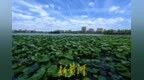 盛夏限定美景 济南明湖荷田映蓝天