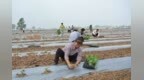 宿州市埇桥区：夏种调整结构 栽植订单南瓜