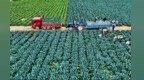张掖临泽：头茬高原夏菜喜丰收