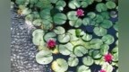 烟台：睡莲绽放绘就诗意画卷
